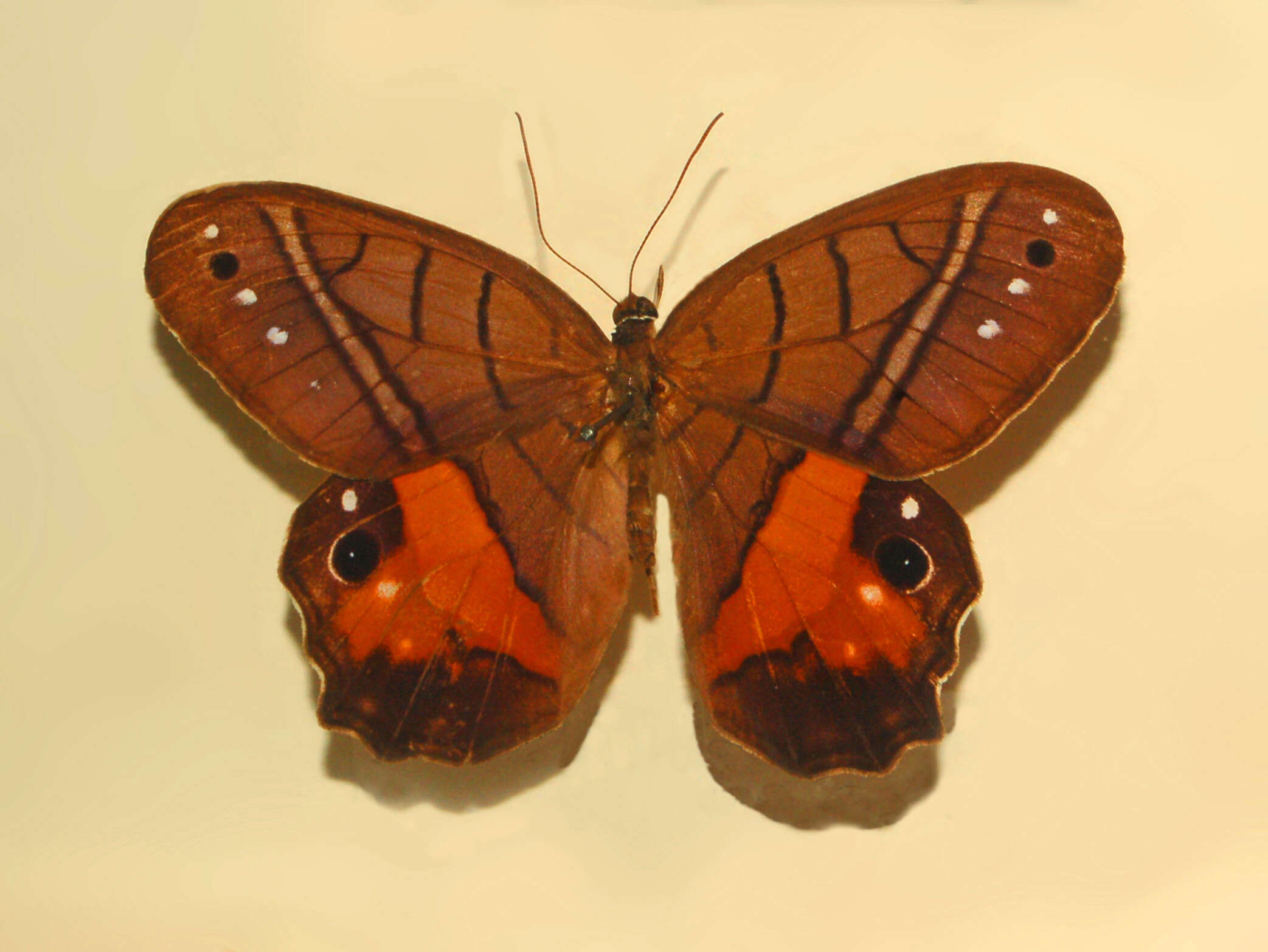 Image of Pierella helvina Hewitson 1860