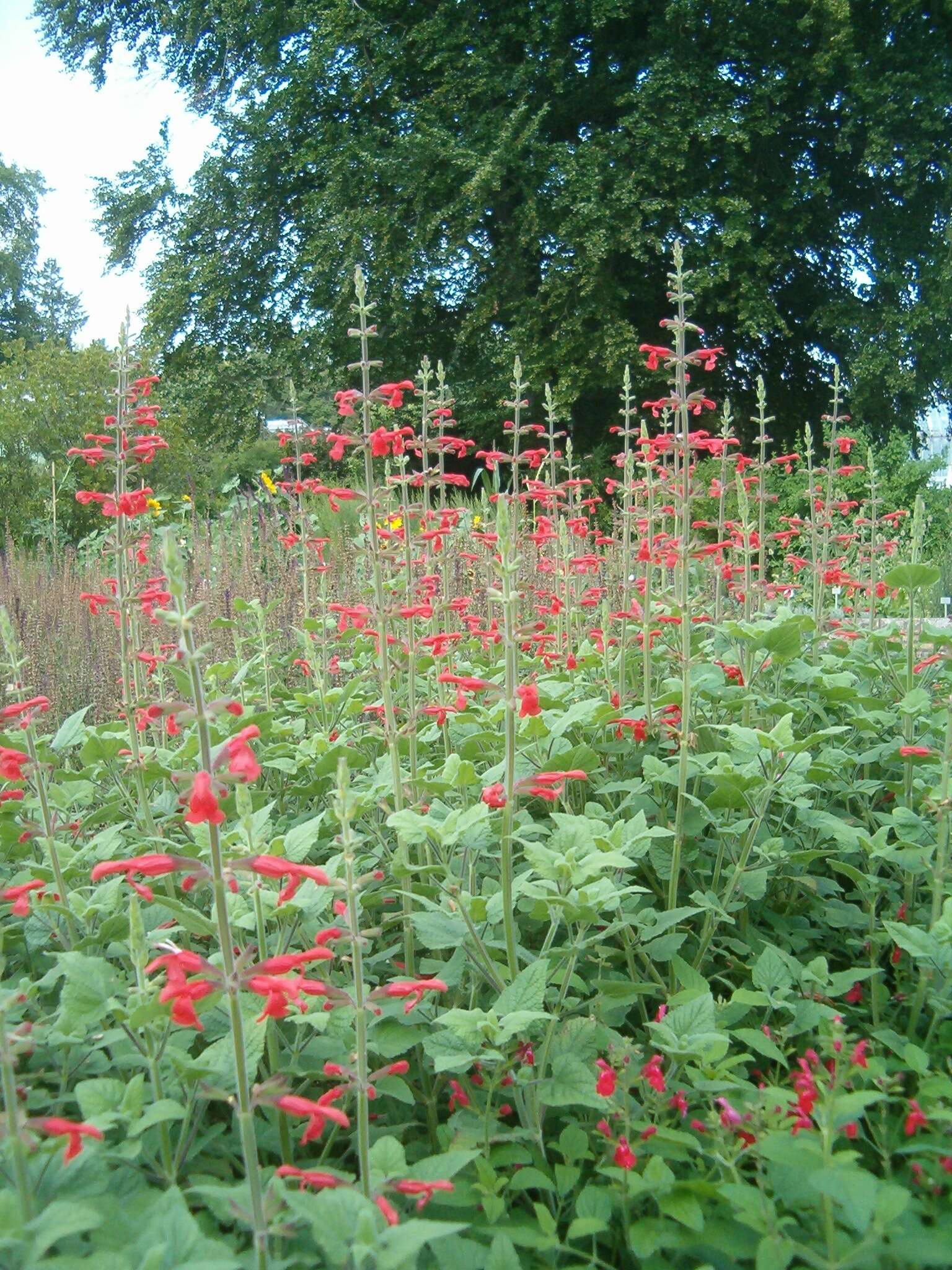 Imagem de Salvia fulgens Cav.