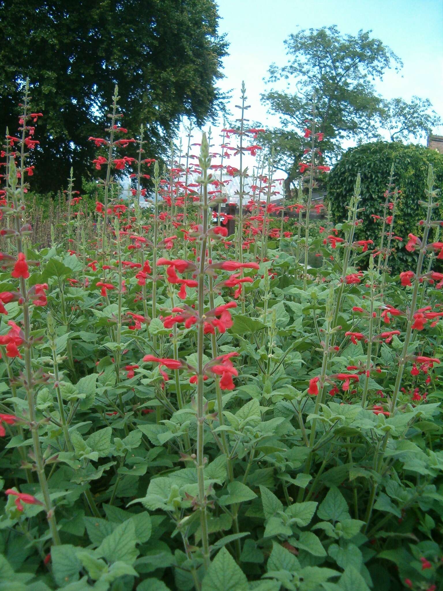 Imagem de Salvia fulgens Cav.