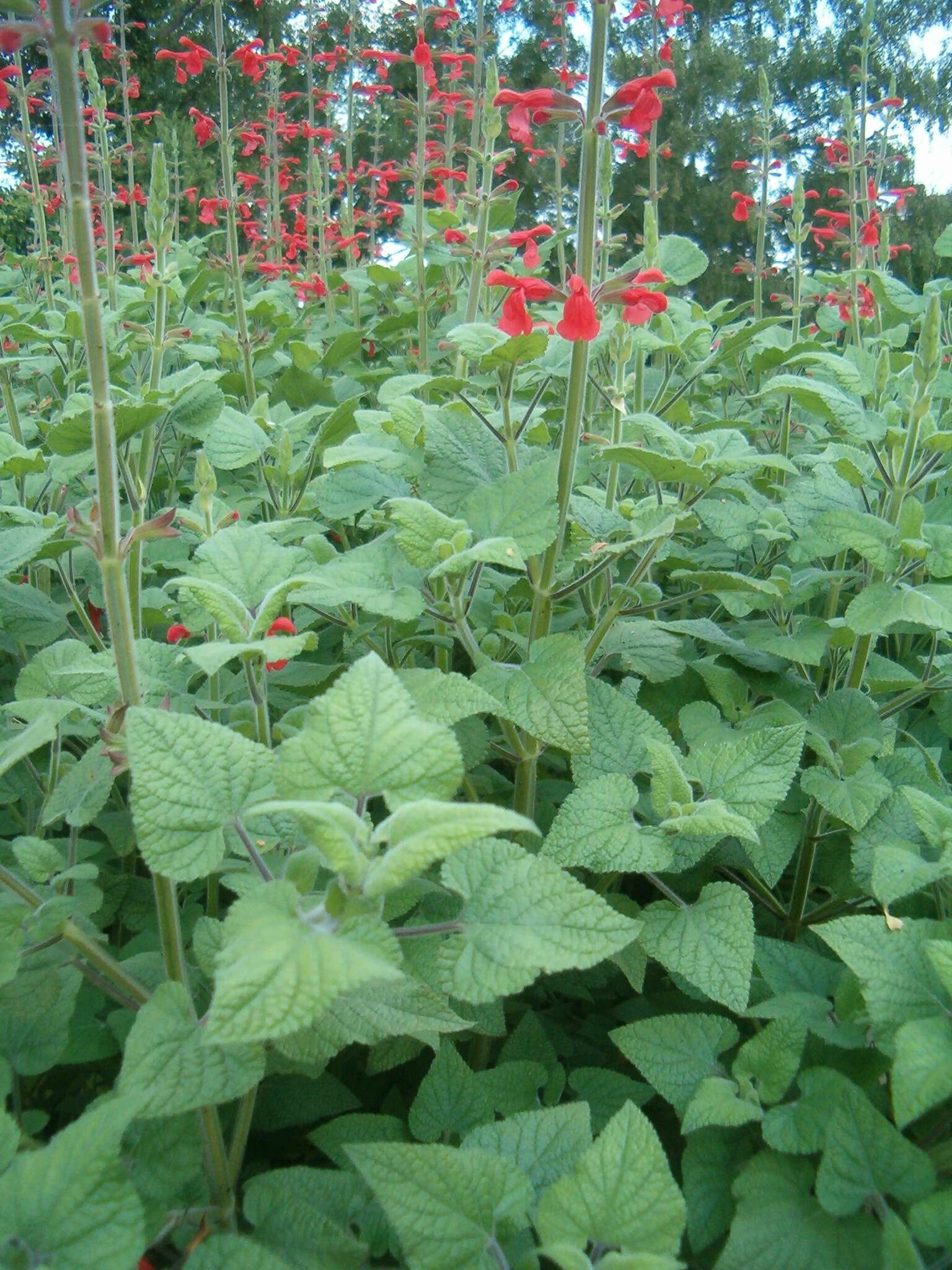 Imagem de Salvia fulgens Cav.