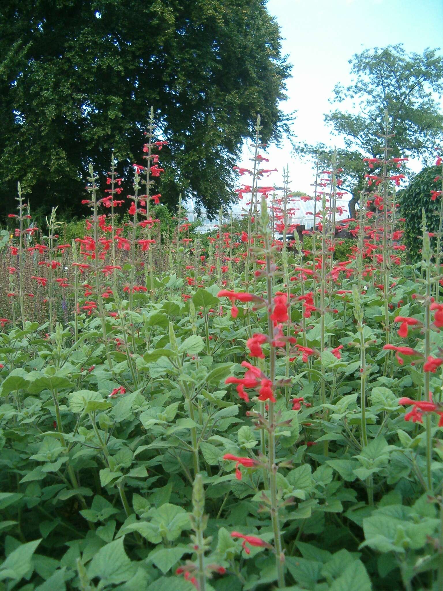 Imagem de Salvia fulgens Cav.