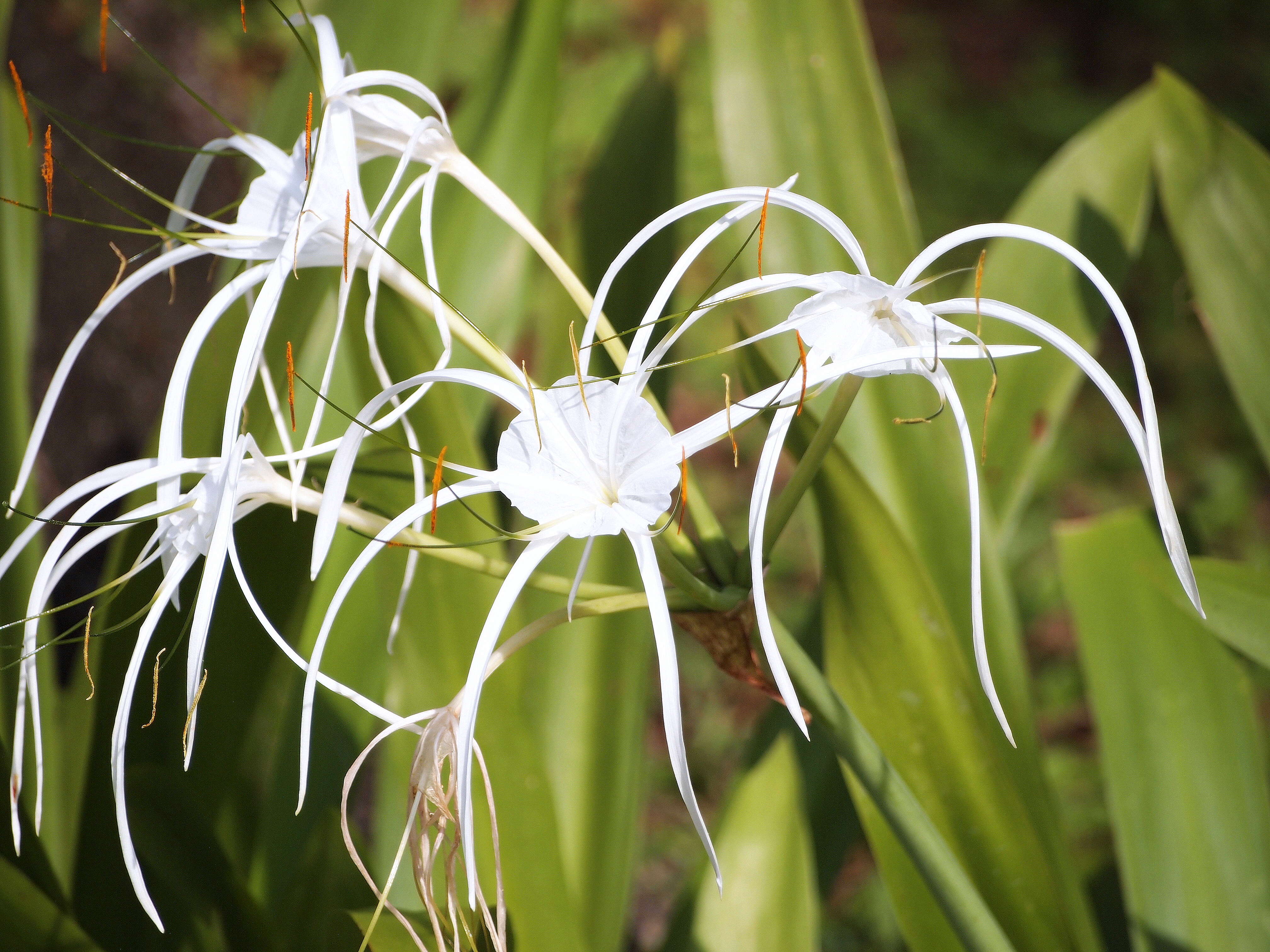 Image of beach spiderlily