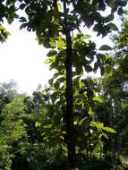 Image of sal tree