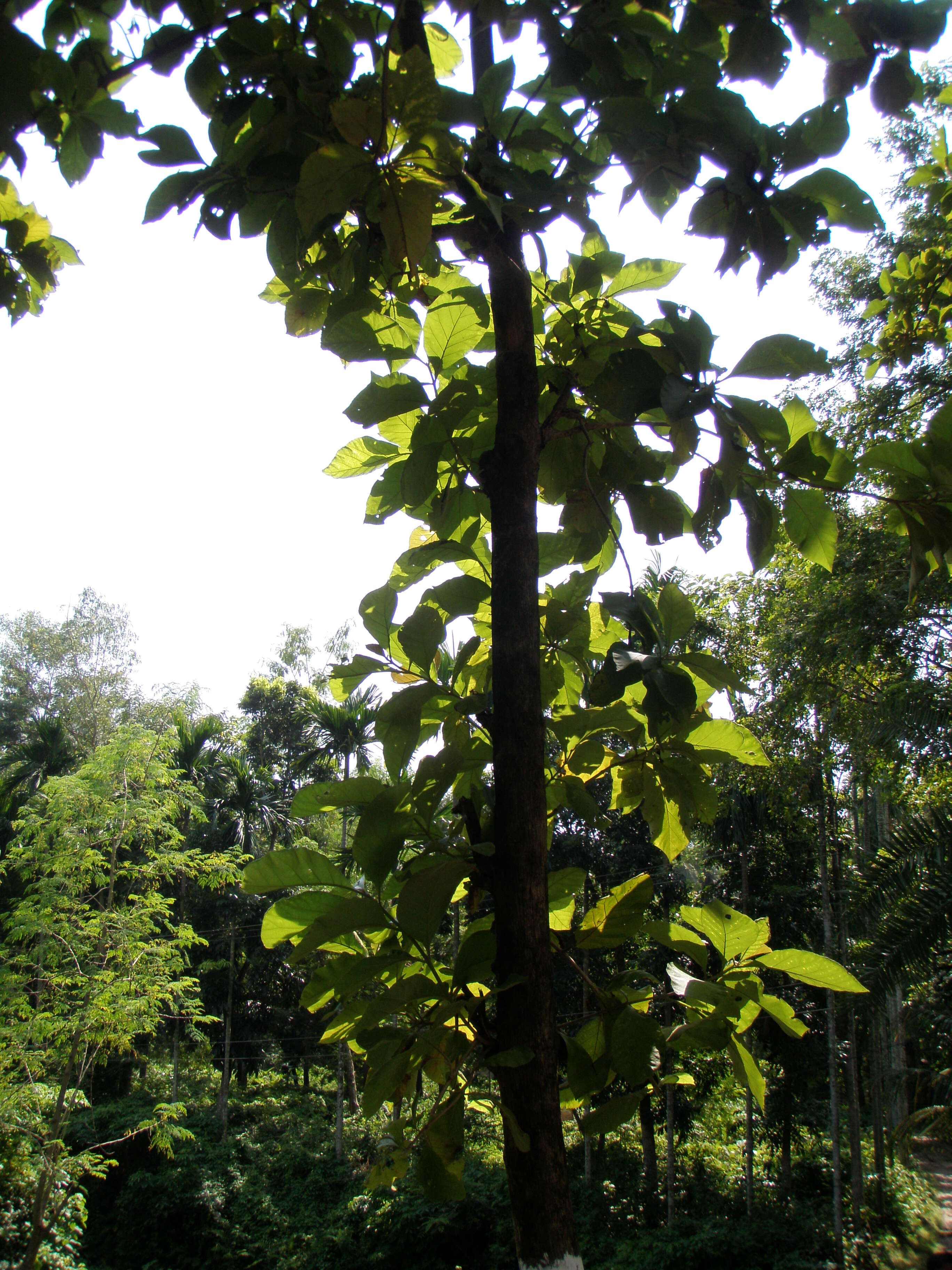 Image of sal tree