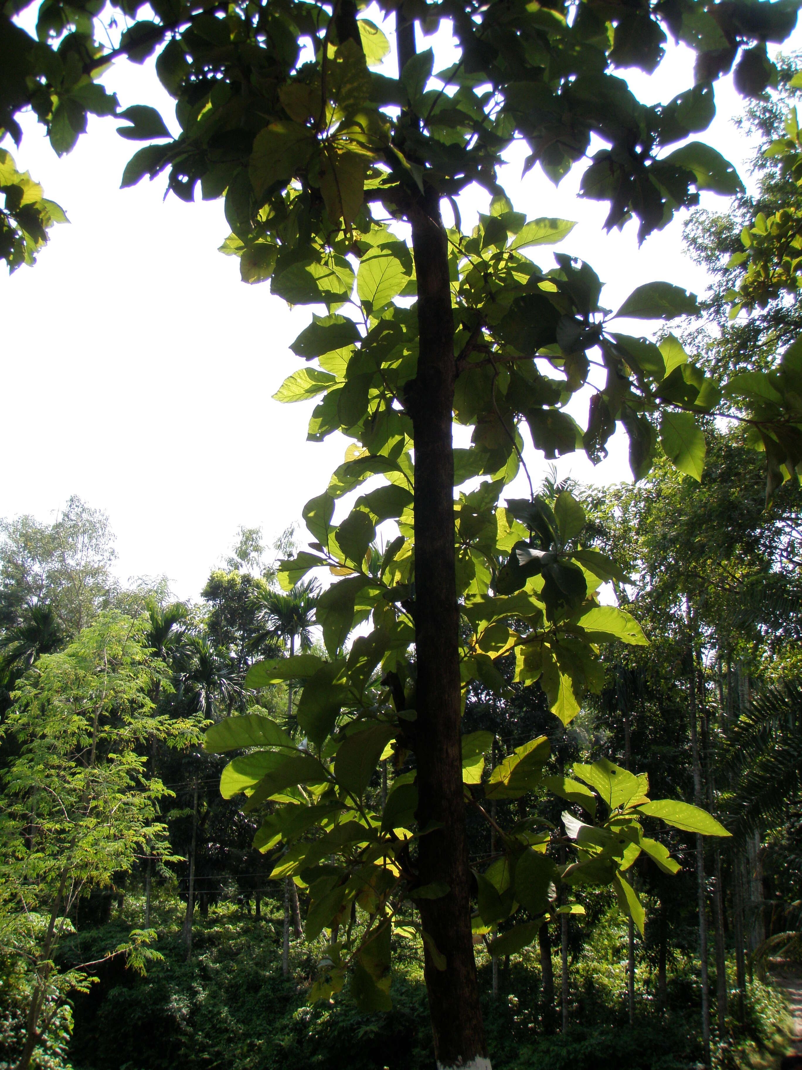 Imagem de Shorea robusta Gaertn.