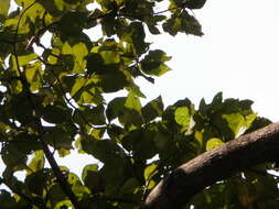 Image of sal tree