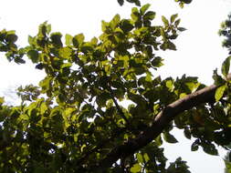 Image of sal tree