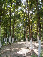 Imagem de Shorea robusta Gaertn.