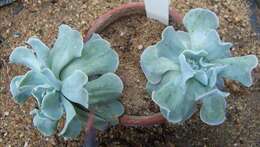 Image of Echeveria subrigida (Robins. & Seaton) Rose ex Britton & Rose