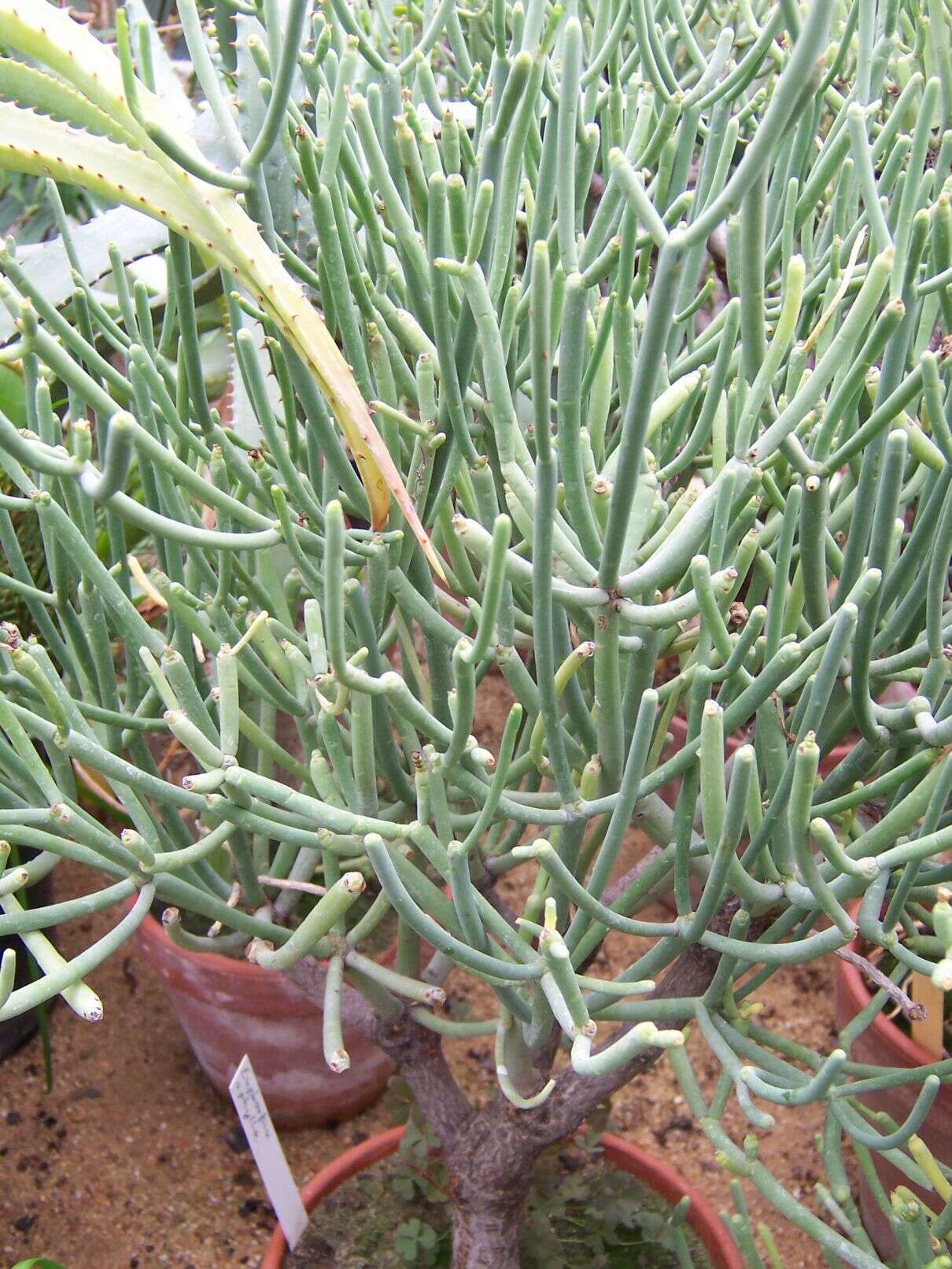 Слика од Euphorbia aphylla Brouss. ex Willd.