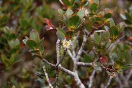 Image of Eucalyptus vernicosa Hook. fil.