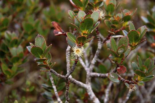 Image of Eucalyptus vernicosa Hook. fil.