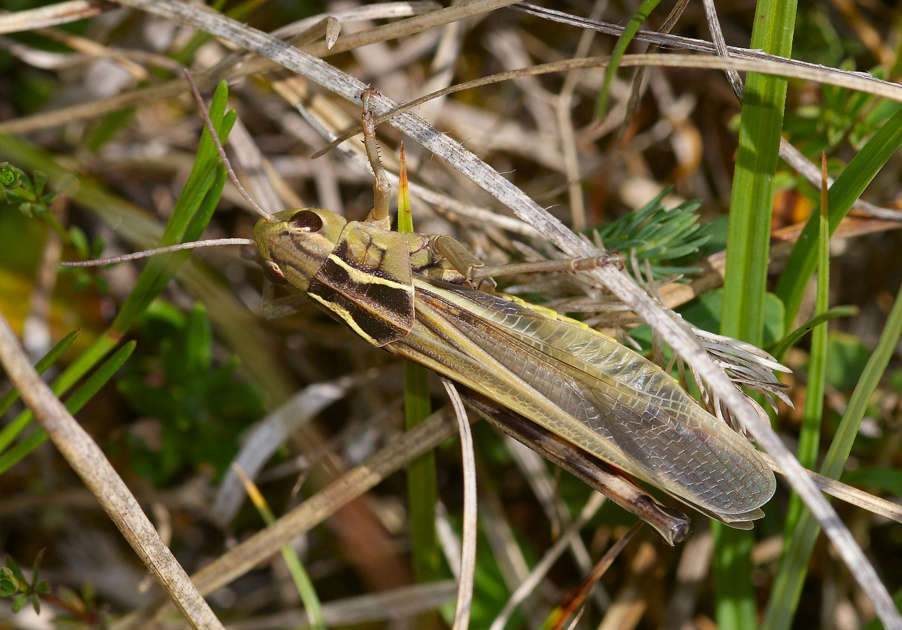 Plancia ëd Myrmeleotettix