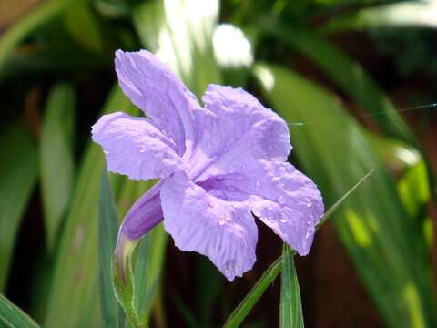 Image de Ruellia simplex Wright