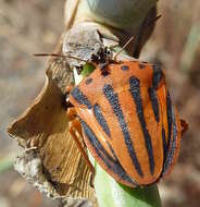 Image of <i>Graphosoma semipunctatum</i>