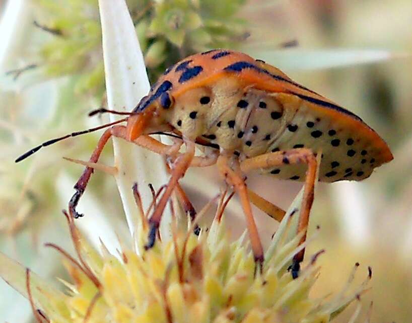 Image of <i>Graphosoma semipunctatum</i>