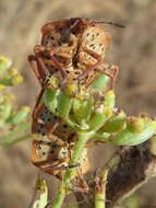 Image of <i>Graphosoma semipunctatum</i>