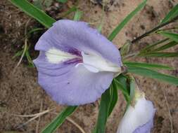 صورة Clitoria guianensis (Aubl.) Benth.