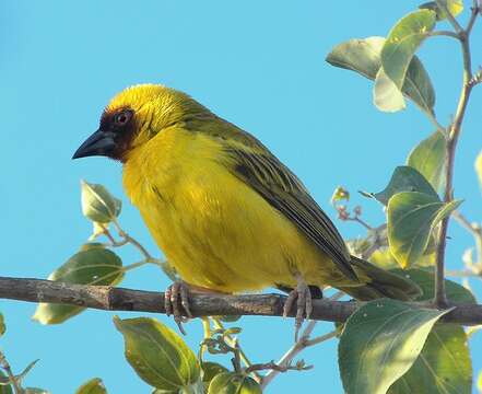 Image of Rueppell's Weaver