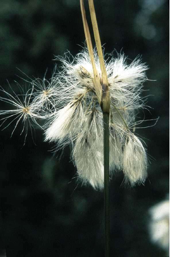 Eriophorum viridicarinatum (Engelm.) Fernald的圖片