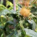 Image of Banksia undata A. R. Mast & K. R. Thiele