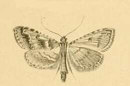 Image of Endotricha rogenhoferi Rebel 1892