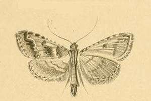 Image of Endotricha rogenhoferi Rebel 1892