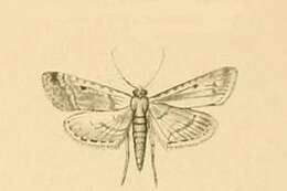 Image of Endotricha rogenhoferi Rebel 1892