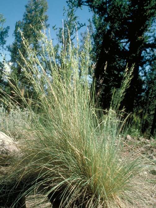 Image of Arizona fescue
