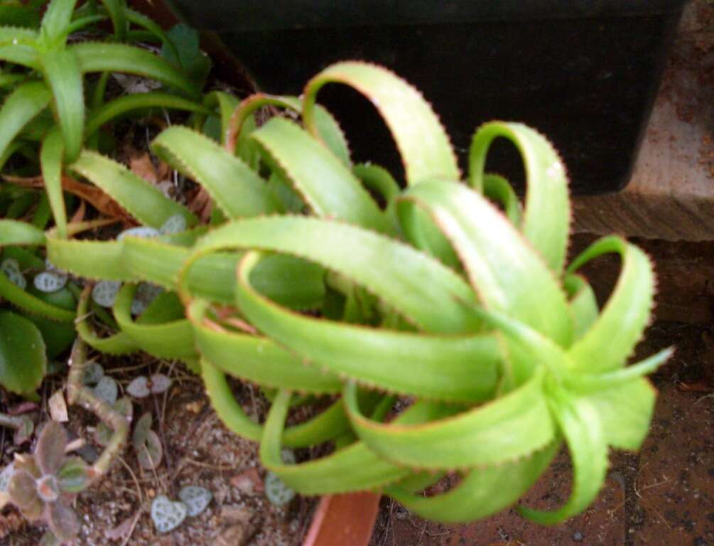 Plancia ëd Aloe bruynsii P. I. Forst.