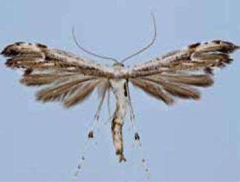 Image of Eupatorium Plume Moth