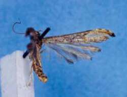 Image of Emmelina aethes (Walsingham 1915)