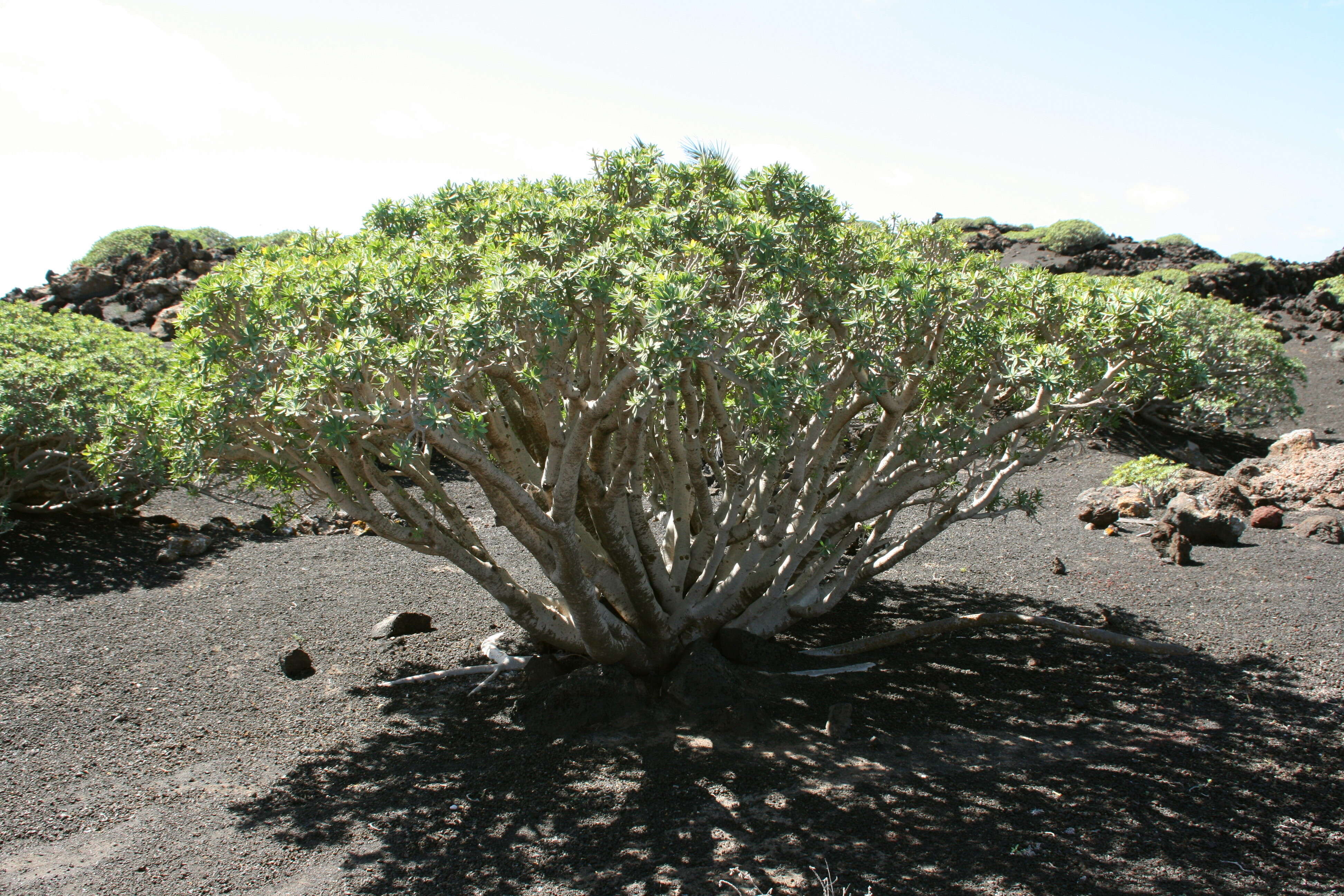 Image de Euphorbia regis-jubae J. Gay