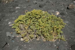 Image of Tetraena fontanesii (Webb & Berthel.) Beier & Thulin