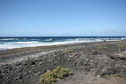 Image of Tetraena fontanesii (Webb & Berthel.) Beier & Thulin