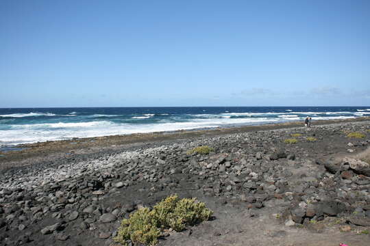 Image of Tetraena fontanesii (Webb & Berthel.) Beier & Thulin