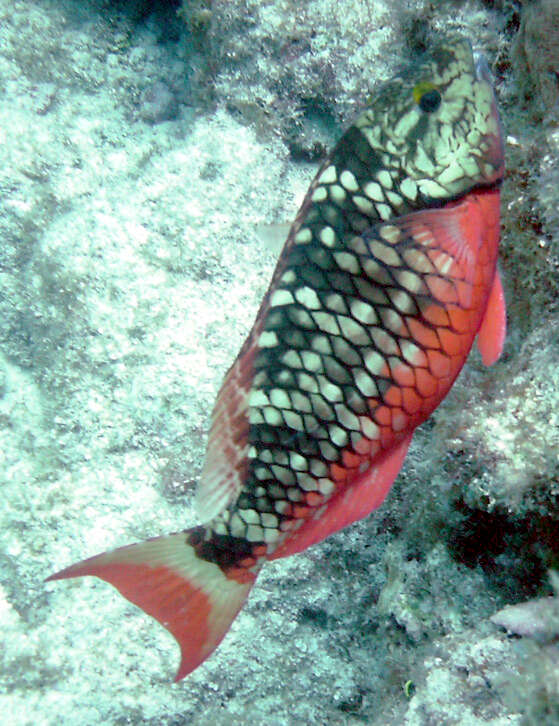 Image of Dark Green Parrotfish