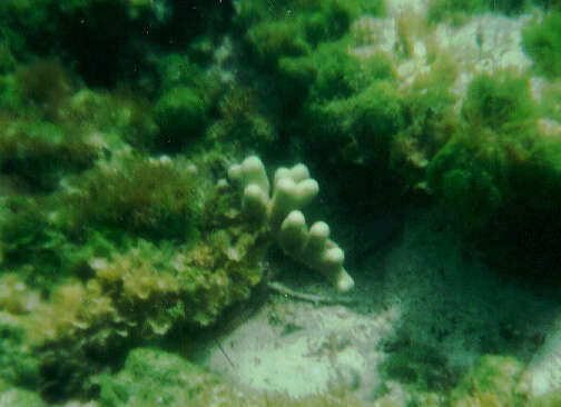 Image of Finger Coral