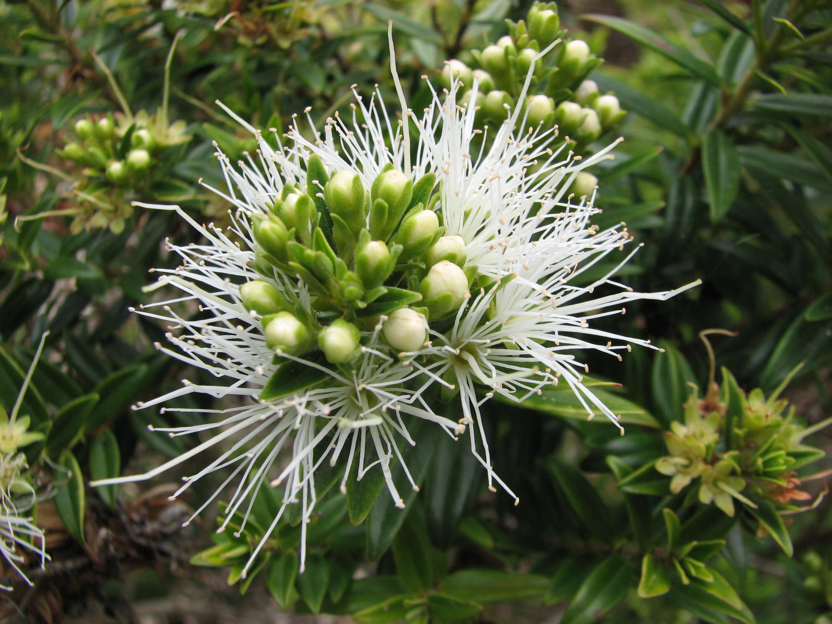 Image of Metrosideros operculata Labill.