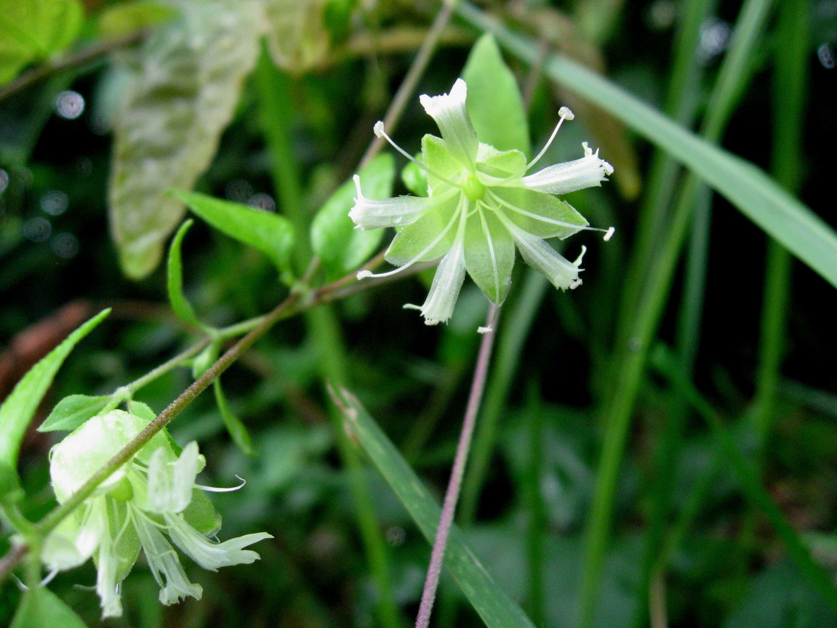 Imagem de Silene baccifera (L.) Roth