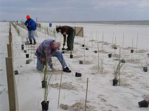 Image of seaoats