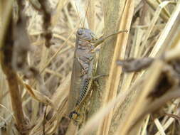 Image of Ponderous Spur-throat Grasshopper