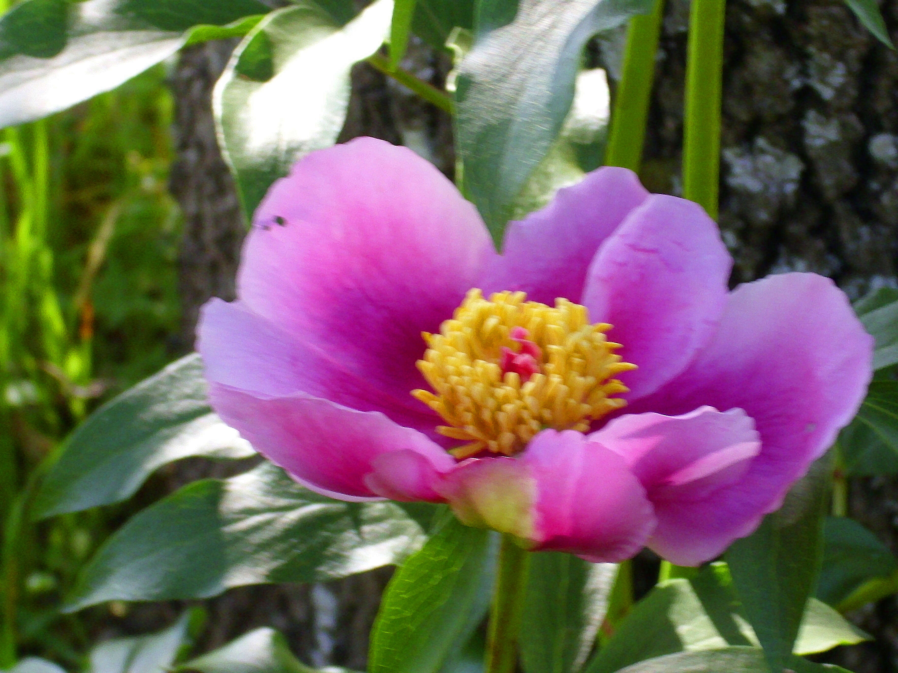 Image of Paeonia broteri