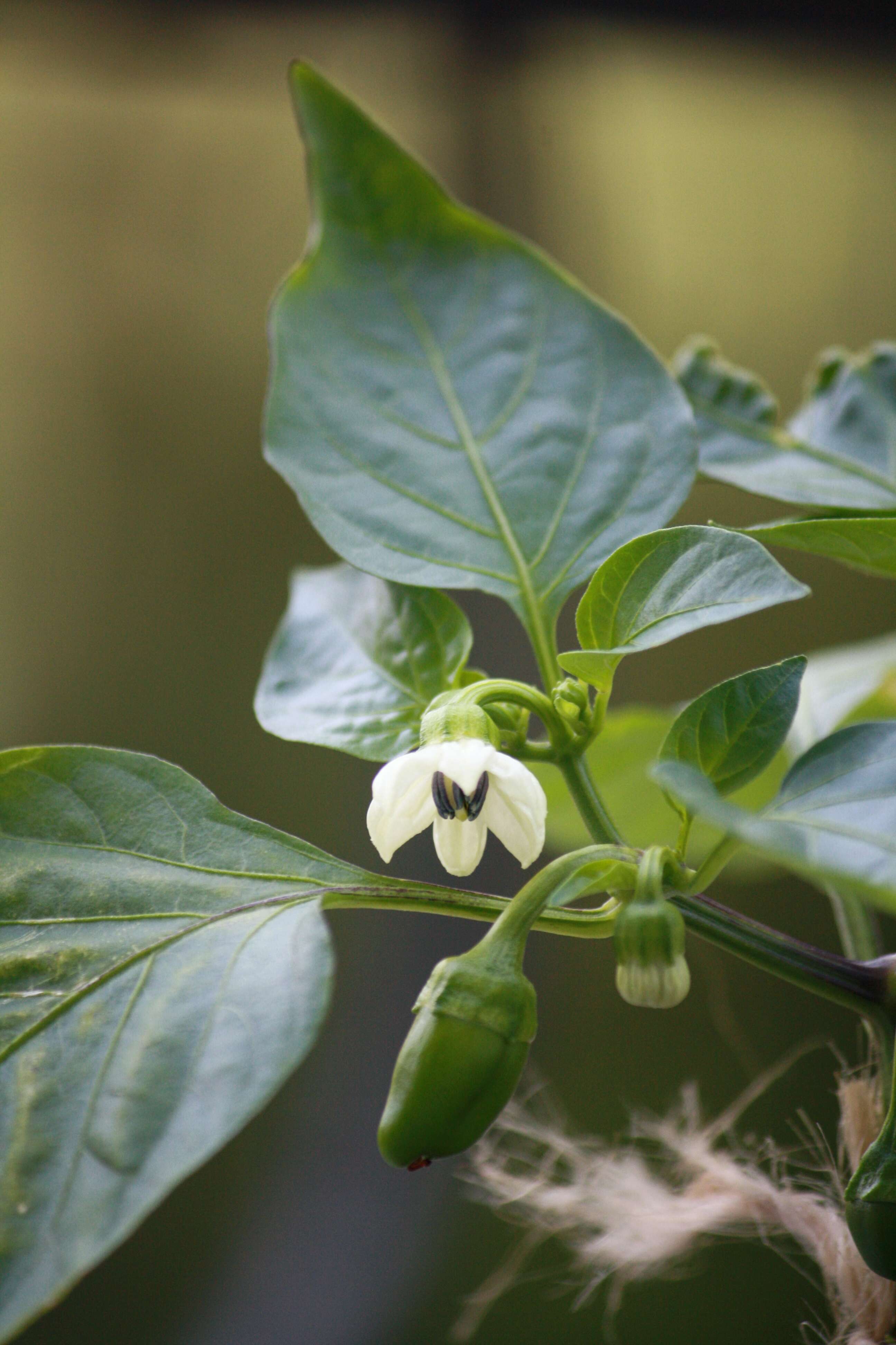 Imagem de Capsicum annuum L.