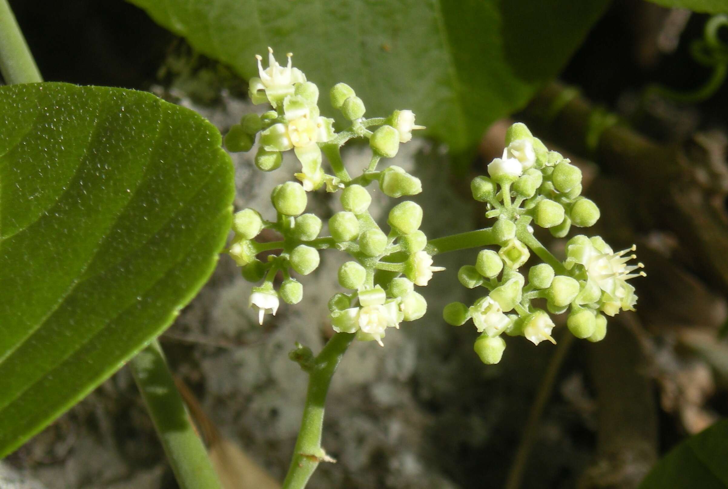 Imagem de Cayratia acris (F. Müll.) Domin