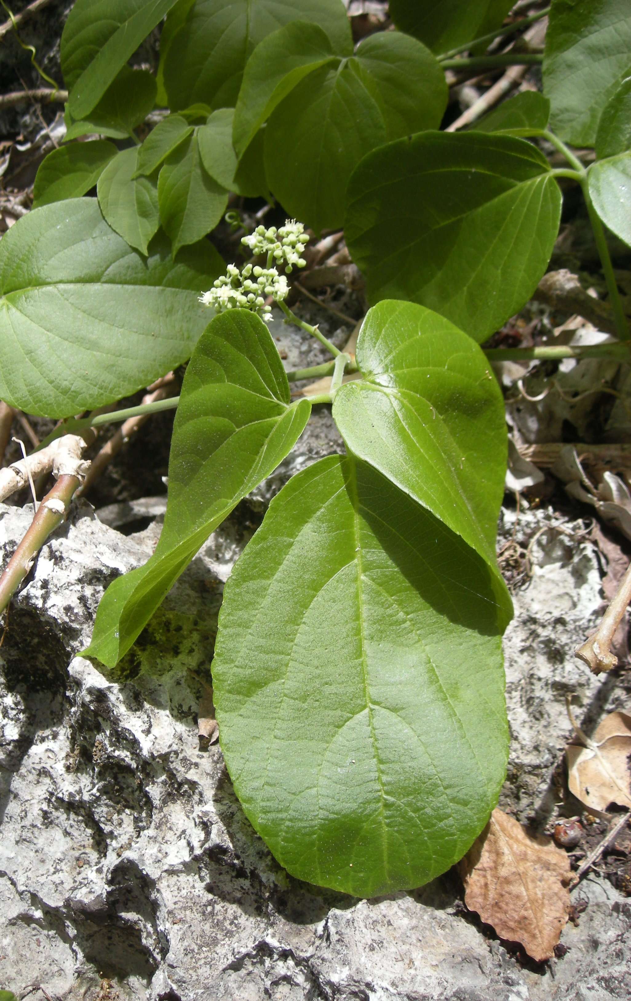 Imagem de Cayratia acris (F. Müll.) Domin