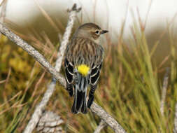 Image of Myrtle Warbler