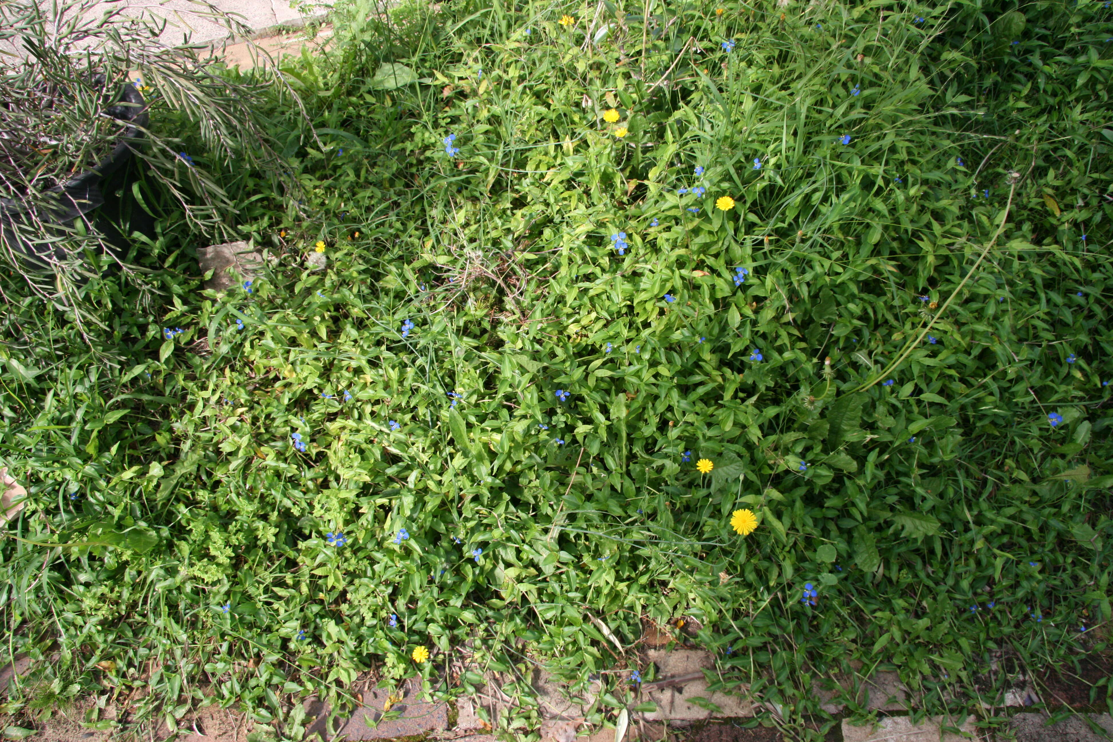 Imagem de Commelina cyanea R. Br.