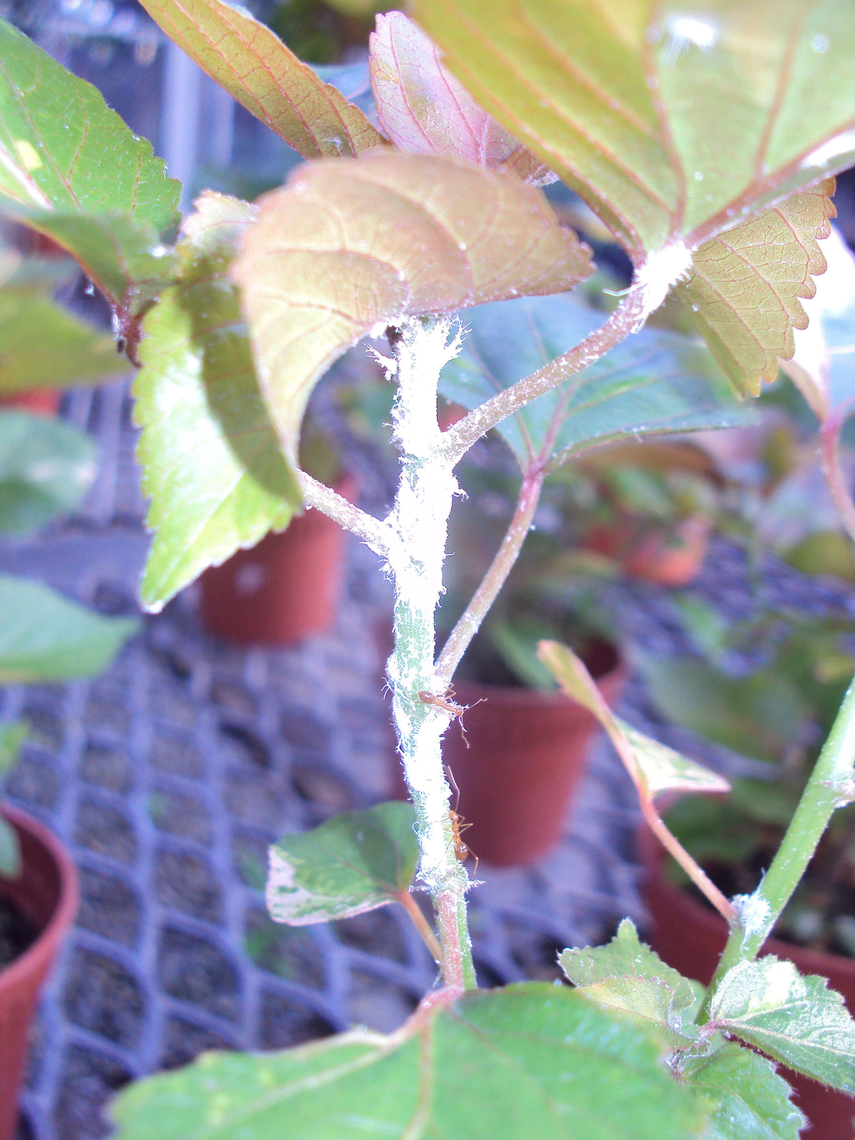 Image de Acalypha wilkesiana Müll. Arg.