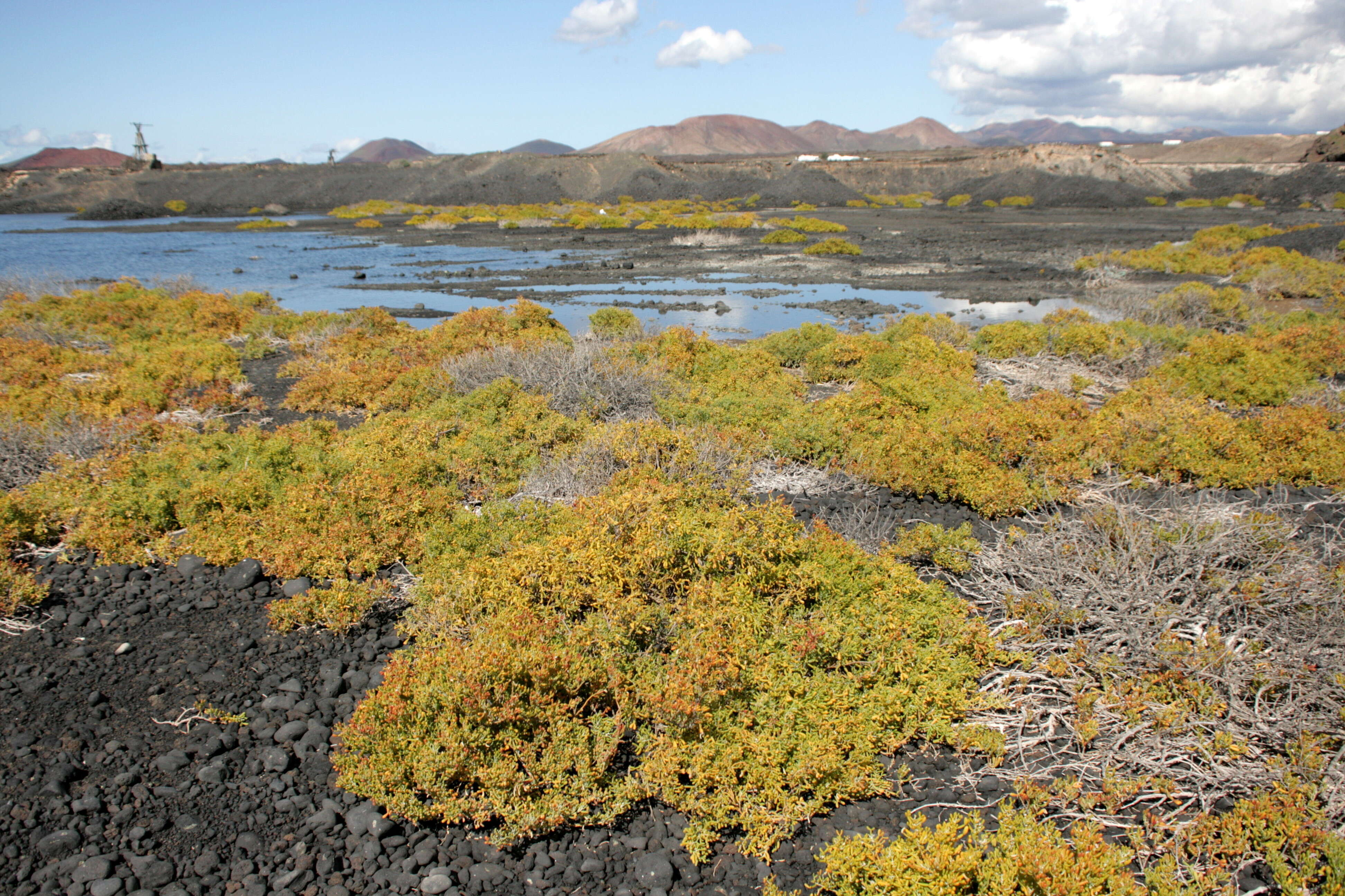 Image of Tetraena fontanesii (Webb & Berthel.) Beier & Thulin